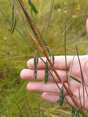 Acacia ptychoclada