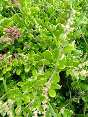 Rhagodia candolleana