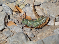 Campylacantha olivacea