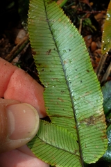 Blechnum procerum