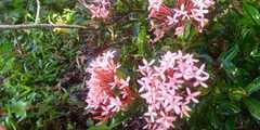 Ixora coccinea
