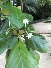Jasminum