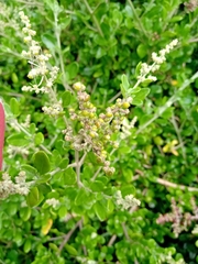 Rhagodia candolleana