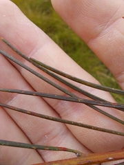 Acacia ptychoclada