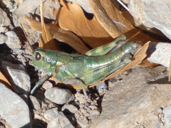 Campylacantha olivacea