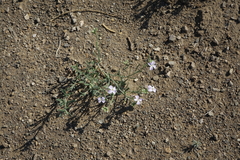 Dontostemon perennis