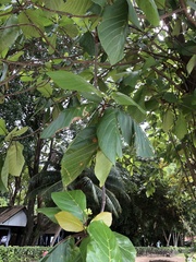 Jasminum