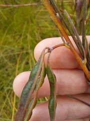 Acacia ptychoclada