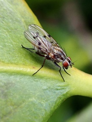 Anthomyia punctipennis