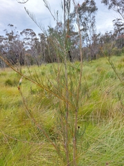 Acacia ptychoclada