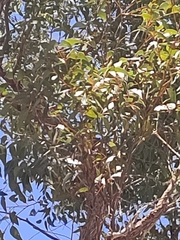 Eucalyptus marginata