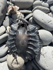 Callorhinchus milii