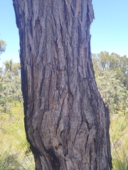 Eucalyptus marginata