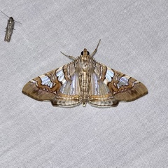Glyphodes cosmarcha