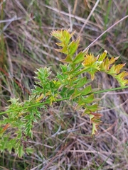 Grevillea acanthifolia