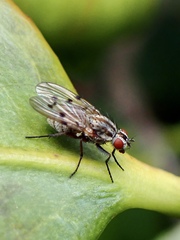 Anthomyia punctipennis