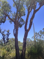 Eucalyptus marginata