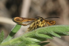 Synanthedon bibionipennis