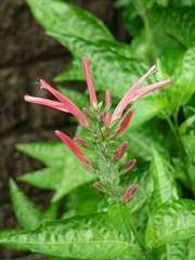Clinacanthus nutans