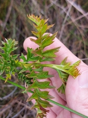 Grevillea acanthifolia