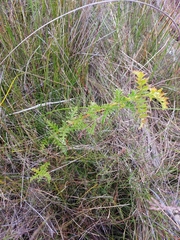 Grevillea acanthifolia
