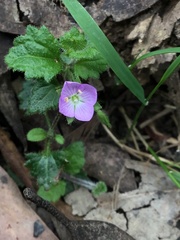 Veronica calycina