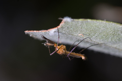 Coquillettidia xanthogaster