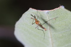 Coquillettidia xanthogaster
