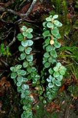 Olearia nummulariifolia