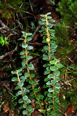 Olearia nummulariifolia