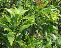 Peddiea africana