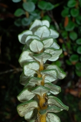 Olearia nummulariifolia