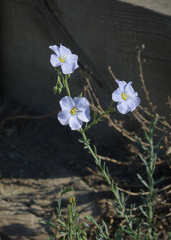Linum perenne