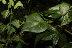 Echinostephia aculeata