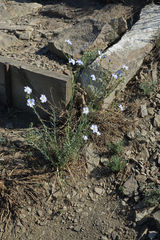 Linum perenne