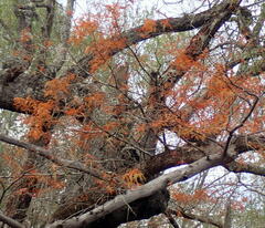 Taxodium distichum