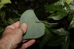 Echinostephia aculeata