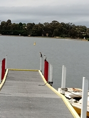 Microcarbo melanoleucos