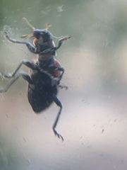 Eriopis connexa