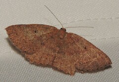 Casbia melanops