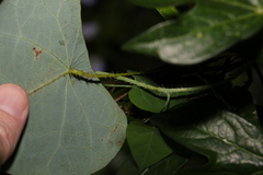 Echinostephia aculeata