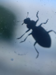 Eriopis connexa