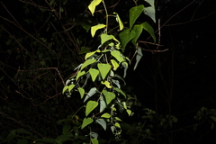 Echinostephia aculeata