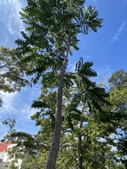 Ceiba pentandra