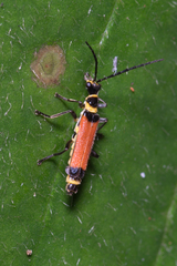 Chauliognathus atricornis
