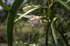 Eremophila bignoniiflora