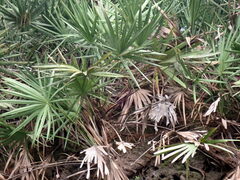 Serenoa repens