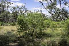 Eremophila bignoniiflora