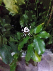 Eustala anastera