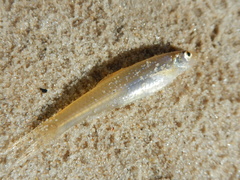 Notropis longirostris